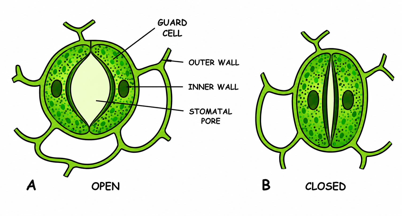 Fig 6.5 & 6.6: Opening and closing of stoma based on Potassium Ion theory
